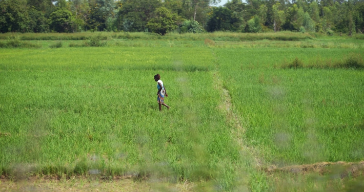 A woman walking through a rice-paddy, Burkina Faso
