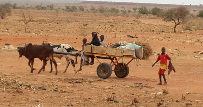 Fulani herdsmen riding on an ox-cart in a rural landscape